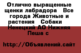 Отлично выращенные щенки лабрадора - Все города Животные и растения » Собаки   . Ненецкий АО,Нижняя Пеша с.